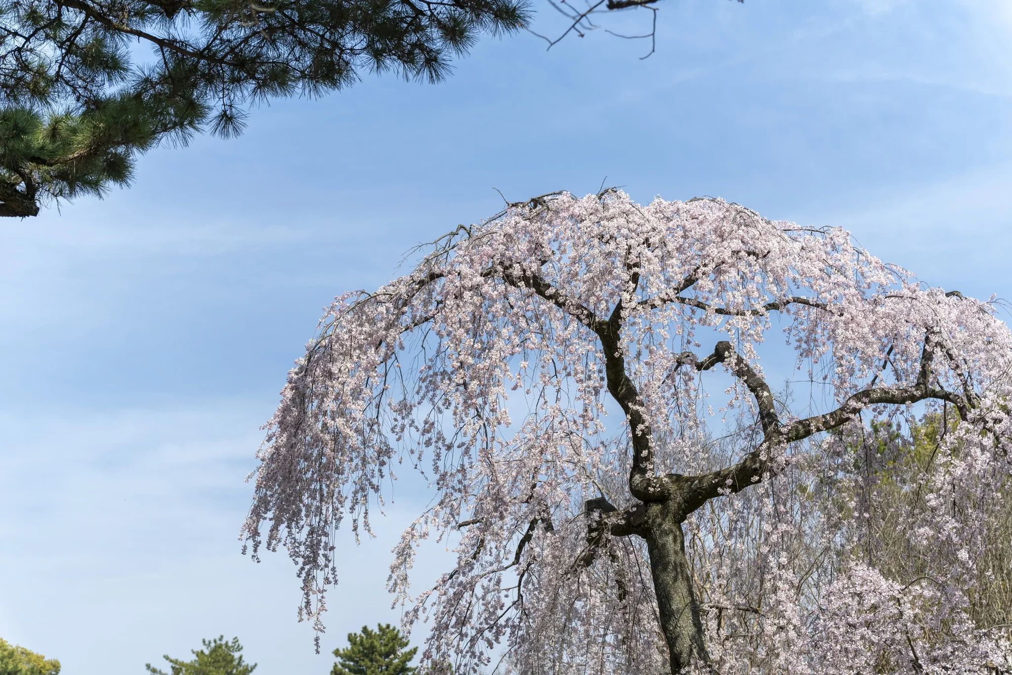 Cherry blossom/Kyoto Gyoen