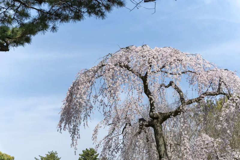 Cherry blossom/Kyoto Gyoen